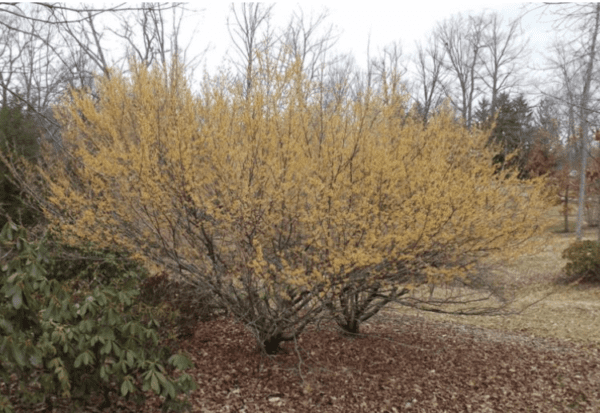 Witch Hazel Shrub - Hamamelis vernalis (12" seedling - quart pot)